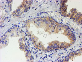 USP36 Antibody in Immunohistochemistry (Paraffin) (IHC (P))