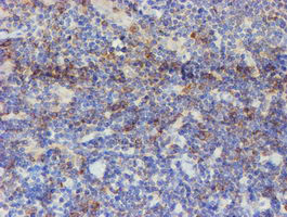 USP36 Antibody in Immunohistochemistry (Paraffin) (IHC (P))