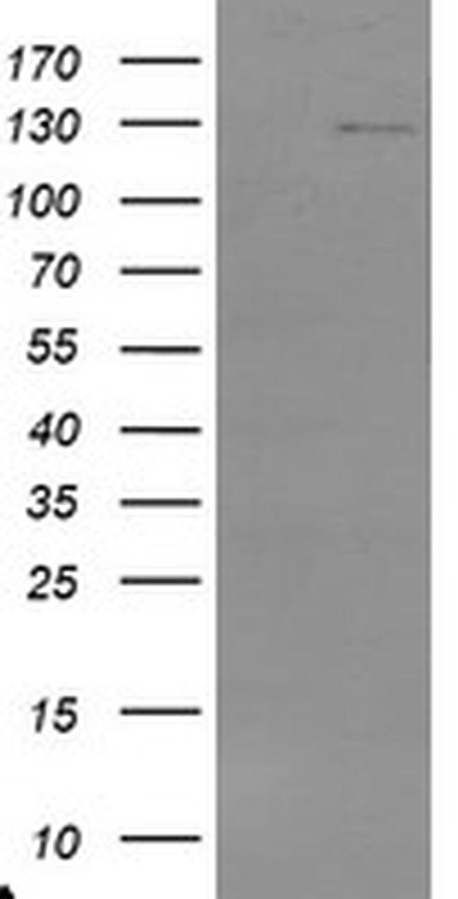 USP36 Antibody in Western Blot (WB)