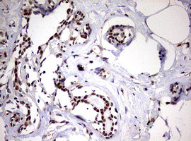 USP44 Antibody in Immunohistochemistry (Paraffin) (IHC (P))