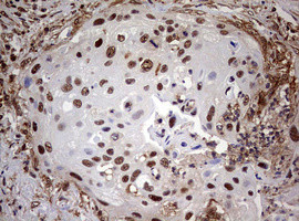 USP44 Antibody in Immunohistochemistry (Paraffin) (IHC (P))