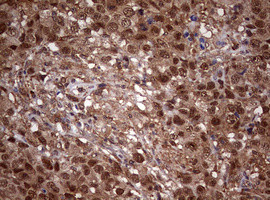 USP44 Antibody in Immunohistochemistry (Paraffin) (IHC (P))