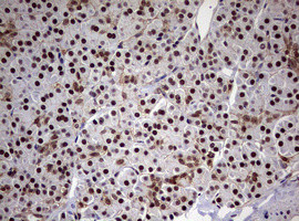 USP44 Antibody in Immunohistochemistry (Paraffin) (IHC (P))