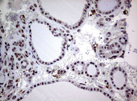 USP44 Antibody in Immunohistochemistry (Paraffin) (IHC (P))