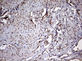 USP44 Antibody in Immunohistochemistry (Paraffin) (IHC (P))