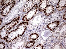 USP44 Antibody in Immunohistochemistry (Paraffin) (IHC (P))