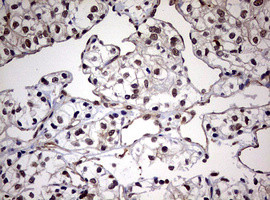 USP44 Antibody in Immunohistochemistry (Paraffin) (IHC (P))