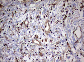 USP44 Antibody in Immunohistochemistry (Paraffin) (IHC (P))