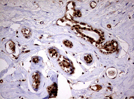 USP44 Antibody in Immunohistochemistry (Paraffin) (IHC (P))