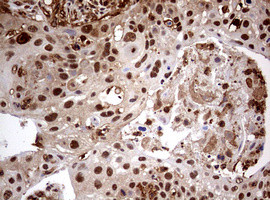 USP44 Antibody in Immunohistochemistry (Paraffin) (IHC (P))