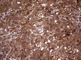 USP44 Antibody in Immunohistochemistry (Paraffin) (IHC (P))