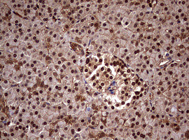 USP44 Antibody in Immunohistochemistry (Paraffin) (IHC (P))