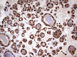 USP44 Antibody in Immunohistochemistry (Paraffin) (IHC (P))