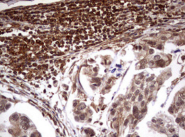 USP44 Antibody in Immunohistochemistry (Paraffin) (IHC (P))