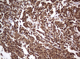 USP44 Antibody in Immunohistochemistry (Paraffin) (IHC (P))