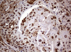 USP44 Antibody in Immunohistochemistry (Paraffin) (IHC (P))