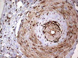 USP44 Antibody in Immunohistochemistry (Paraffin) (IHC (P))