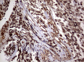 USP44 Antibody in Immunohistochemistry (Paraffin) (IHC (P))