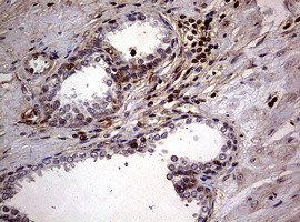 USP44 Antibody in Immunohistochemistry (Paraffin) (IHC (P))