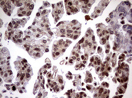 USP44 Antibody in Immunohistochemistry (Paraffin) (IHC (P))