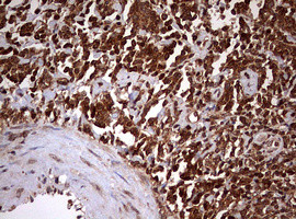 USP44 Antibody in Immunohistochemistry (Paraffin) (IHC (P))