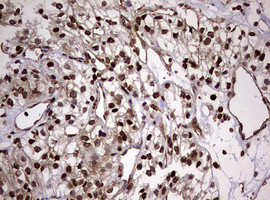 USP44 Antibody in Immunohistochemistry (Paraffin) (IHC (P))