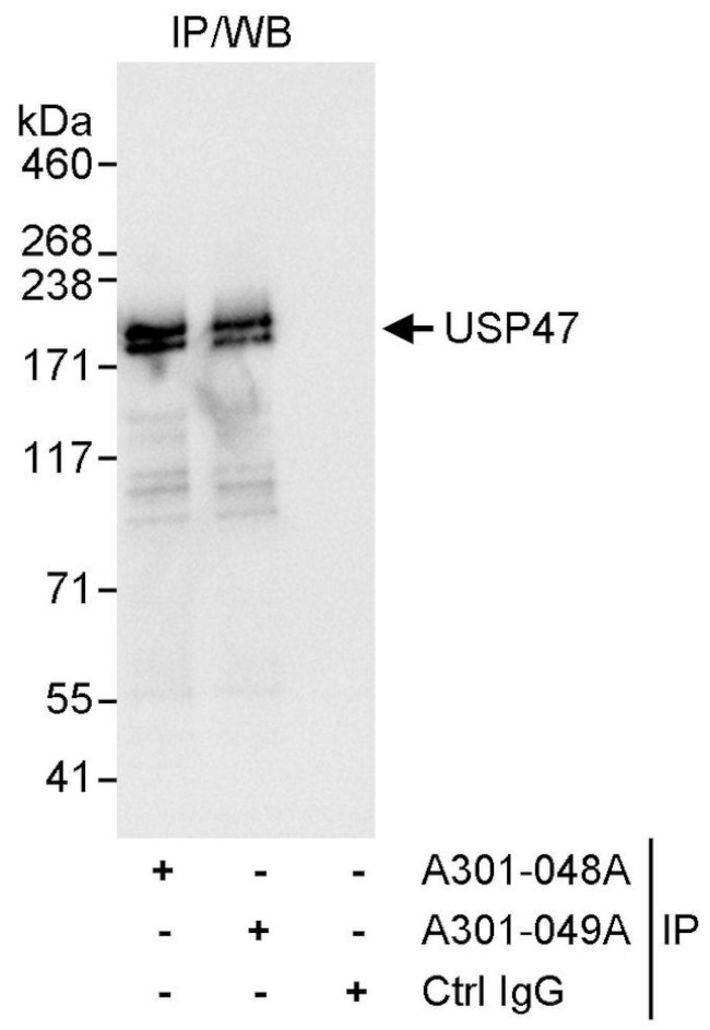 USP47 Antibody in Immunoprecipitation (IP)