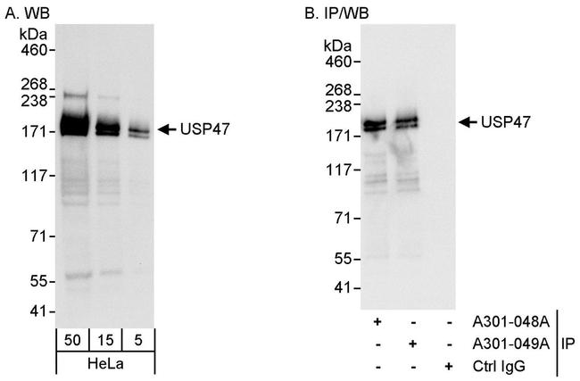 USP47 Antibody in Western Blot (WB)
