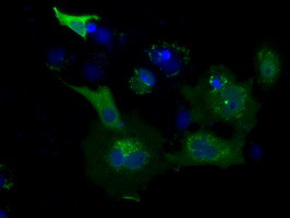 USP5 Antibody in Immunocytochemistry (ICC/IF)