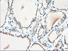 USP5 Antibody in Immunohistochemistry (Paraffin) (IHC (P))