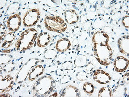 USP5 Antibody in Immunohistochemistry (Paraffin) (IHC (P))