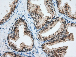 USP5 Antibody in Immunohistochemistry (Paraffin) (IHC (P))