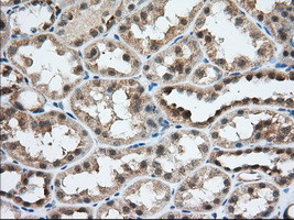 USP5 Antibody in Immunohistochemistry (Paraffin) (IHC (P))