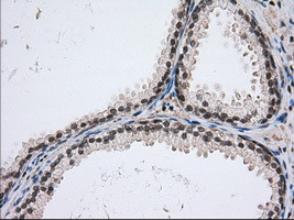 USP5 Antibody in Immunohistochemistry (Paraffin) (IHC (P))