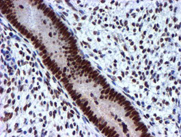 USP7 Antibody in Immunohistochemistry (Paraffin) (IHC (P))