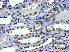 USP7 Antibody in Immunohistochemistry (Paraffin) (IHC (P))