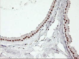 USP7 Antibody in Immunohistochemistry (Paraffin) (IHC (P))