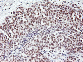 USP7 Antibody in Immunohistochemistry (Paraffin) (IHC (P))