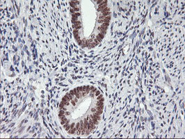 USP7 Antibody in Immunohistochemistry (Paraffin) (IHC (P))