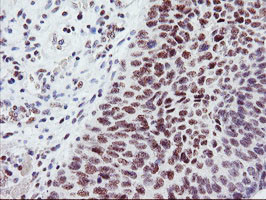 USP7 Antibody in Immunohistochemistry (Paraffin) (IHC (P))