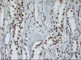 USP7 Antibody in Immunohistochemistry (Paraffin) (IHC (P))