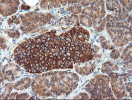 USP9X Antibody in Immunohistochemistry (Paraffin) (IHC (P))