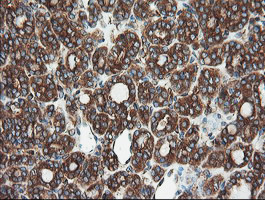 USP9X Antibody in Immunohistochemistry (Paraffin) (IHC (P))