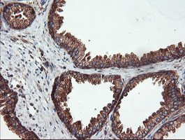 USP9X Antibody in Immunohistochemistry (Paraffin) (IHC (P))