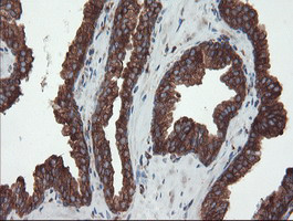 USP9X Antibody in Immunohistochemistry (Paraffin) (IHC (P))