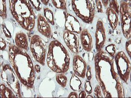 USP9X Antibody in Immunohistochemistry (Paraffin) (IHC (P))