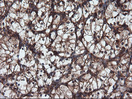 USP9X Antibody in Immunohistochemistry (Paraffin) (IHC (P))