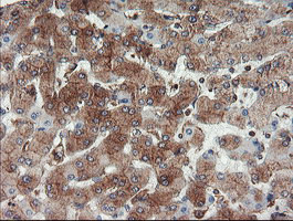 USP9X Antibody in Immunohistochemistry (Paraffin) (IHC (P))