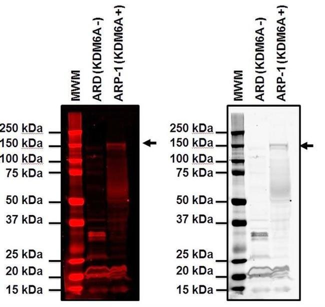 KDM6A Antibody in Western Blot (WB)