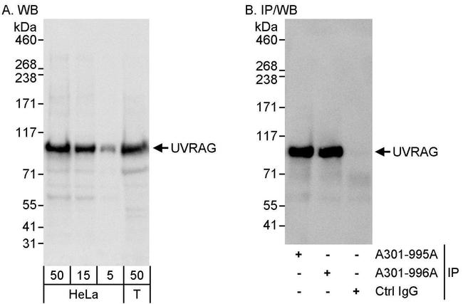 UVRAG Antibody in Western Blot (WB)